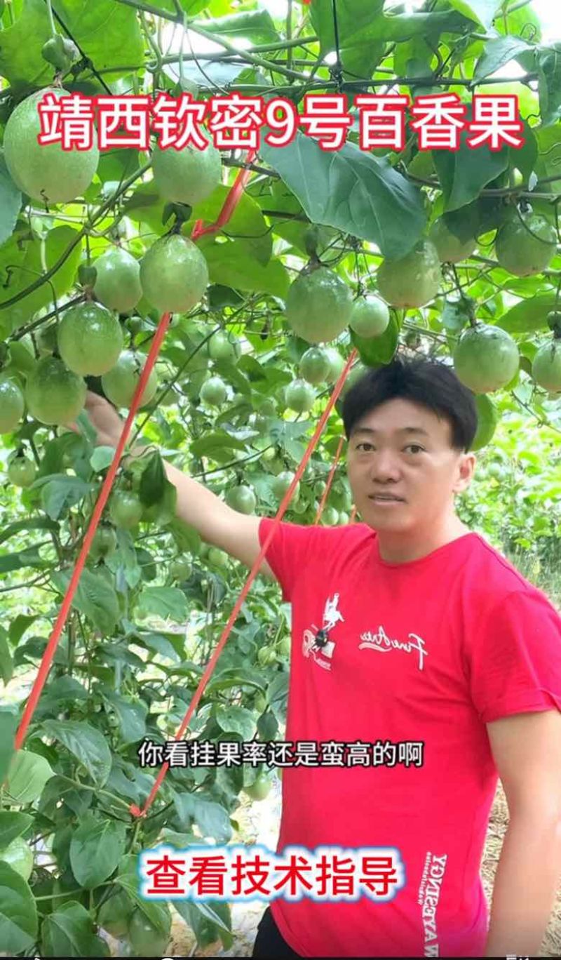 广西靖西百香果