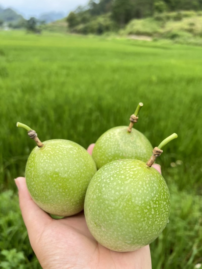 广西靖西百香果
