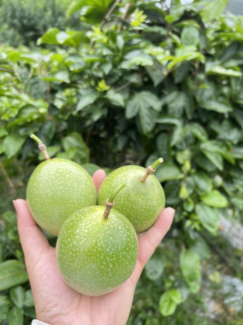 广西靖西百香果