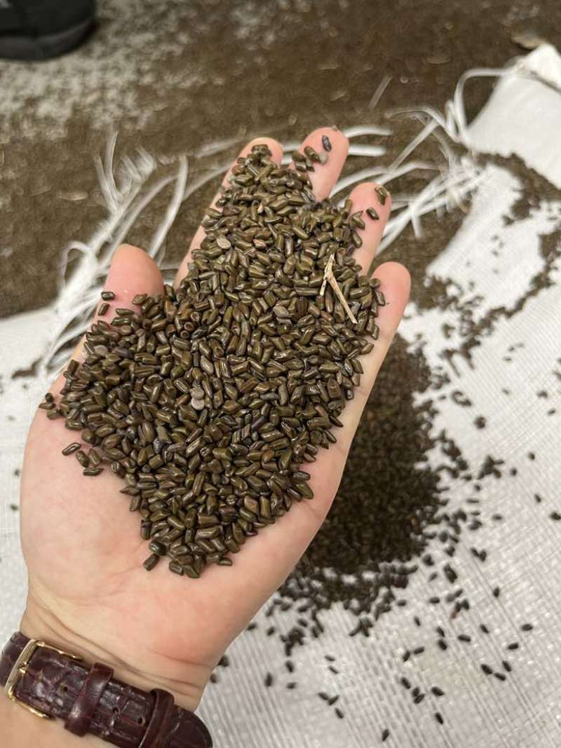 进口决明子毛货色选货优惠出量大价优