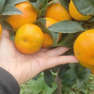 沙糖桔