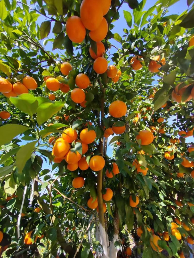 哀牢山冰糖橙