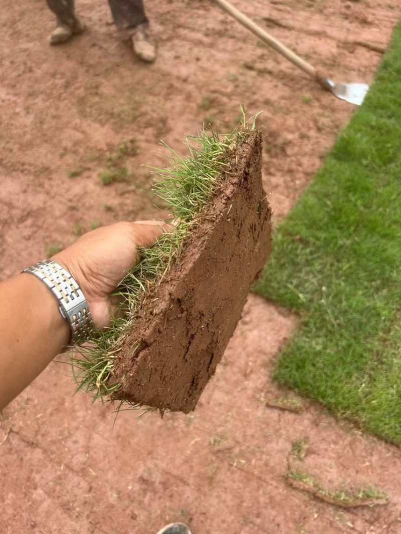 草坪草皮