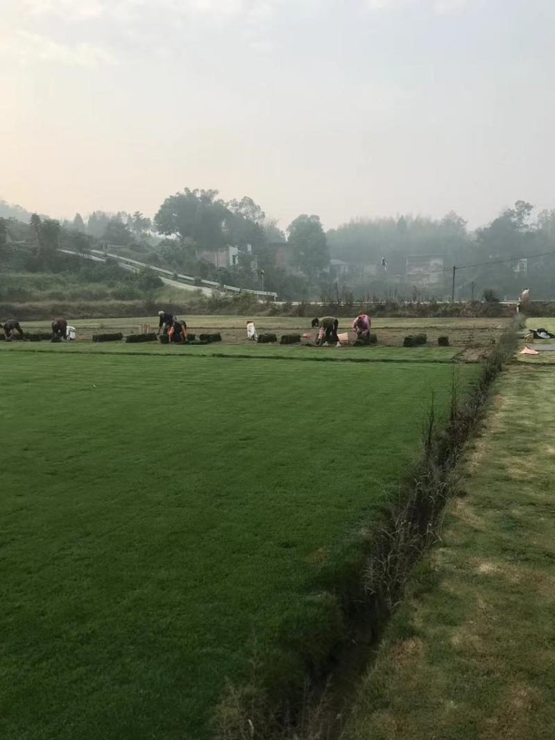 草坪草皮