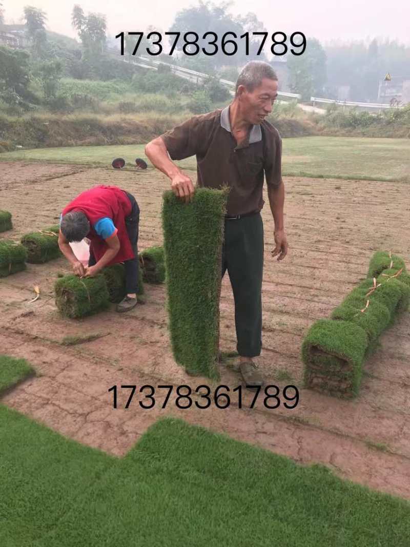 草坪草皮