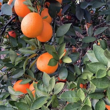 石门橙子