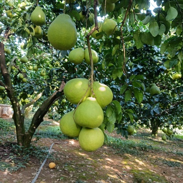 江永香柚