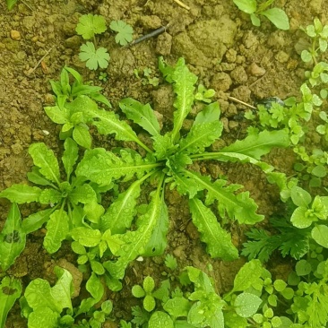 荠菜