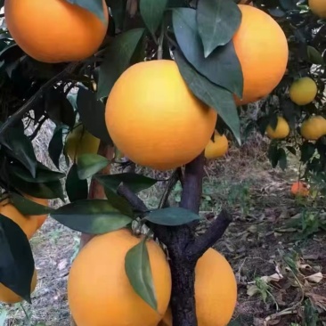 赣南信丰脐橙