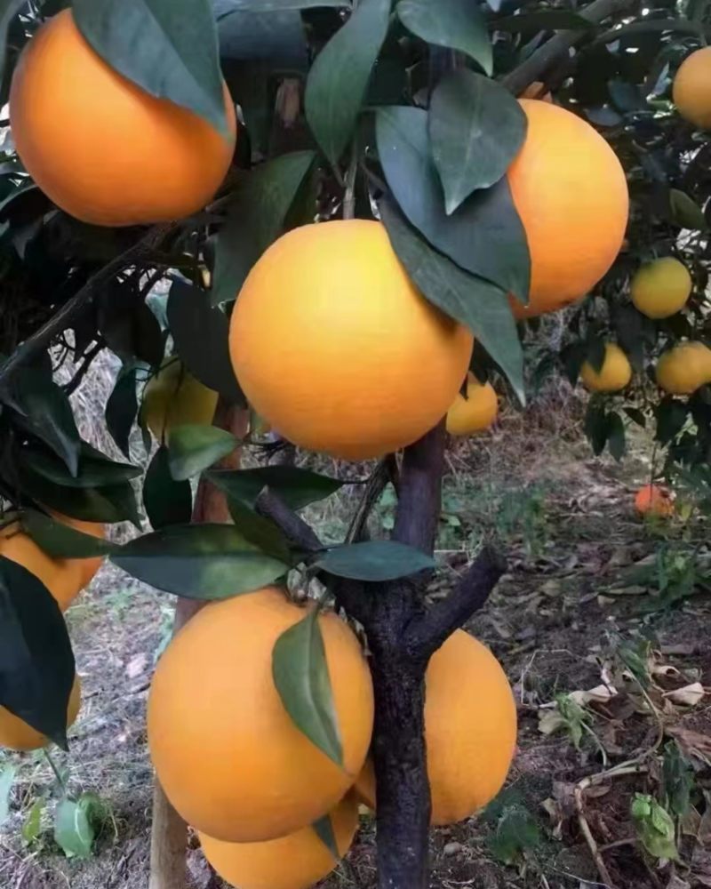 赣南信丰脐橙