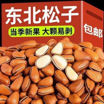 东北开口松子电商代发大量现货