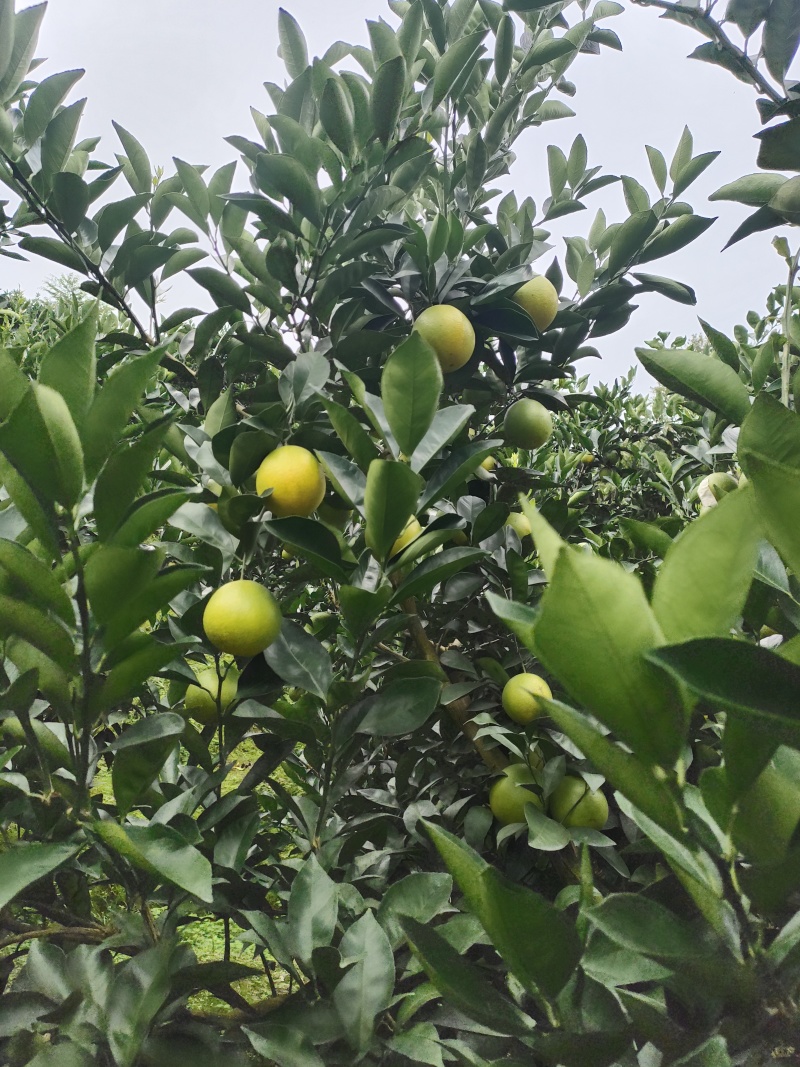 哀牢山冰糖橙熟了