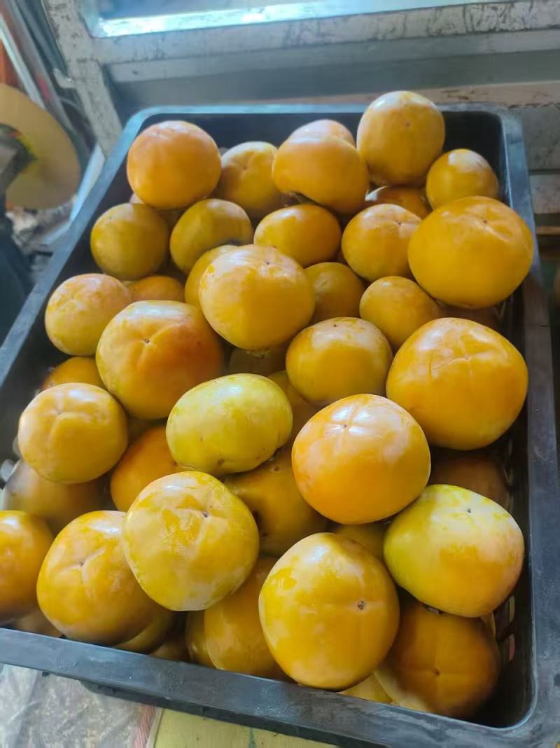 阳丰脆柿