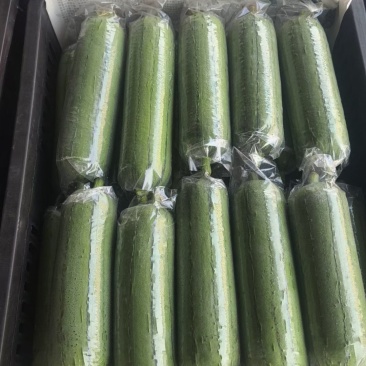 精品肉丝瓜