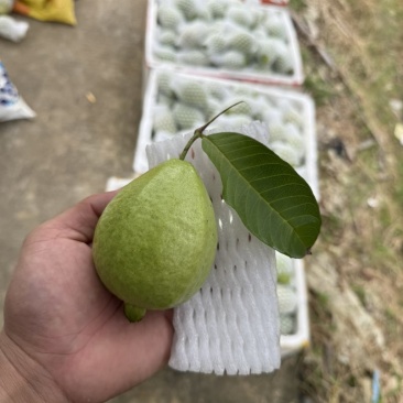 红芭，白芭（可拆袋）诚信代办稳定供货电商可联系，收价透