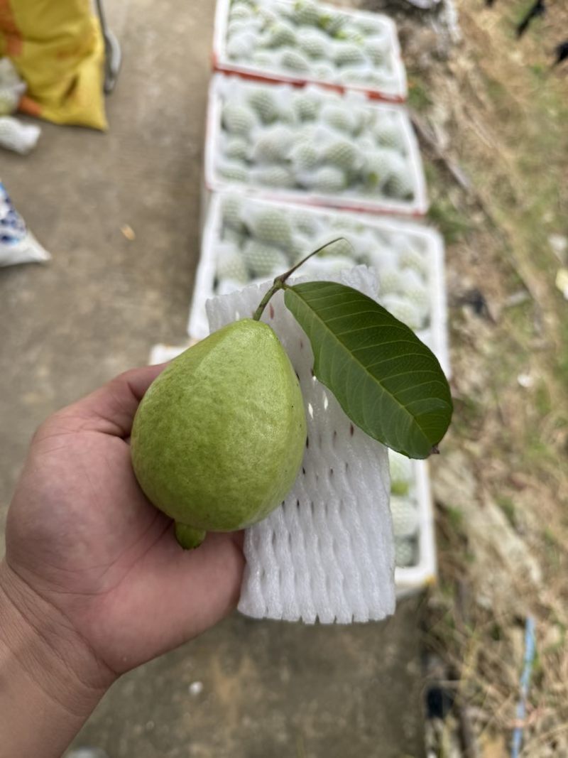 红芭，白芭（可拆袋）诚信代办稳定供货电商可联系，收价透