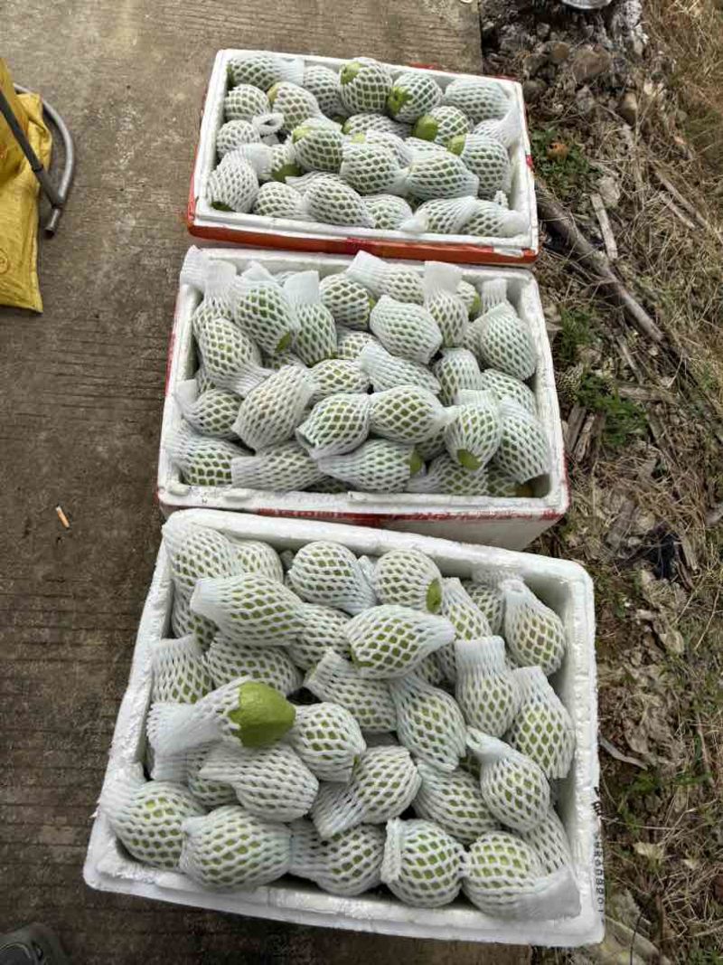 红芭，白芭（可拆袋）诚信代办稳定供货电商可联系，收价透