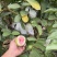 红芭，白芭（可拆袋）诚信代办稳定供货电商可联系，收价透