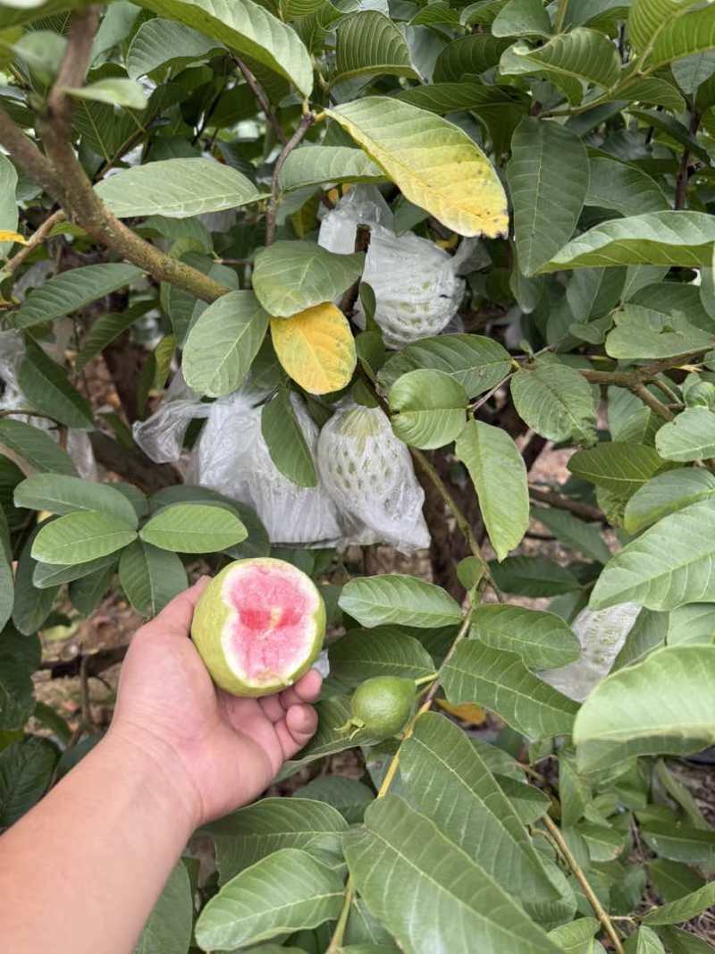 红芭，白芭（可拆袋）诚信代办稳定供货电商可联系，收价透