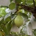 红芭，白芭（可拆袋）诚信代办稳定供货电商可联系，收价透