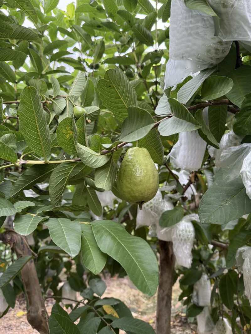 红芭，白芭（可拆袋）诚信代办稳定供货电商可联系，收价透