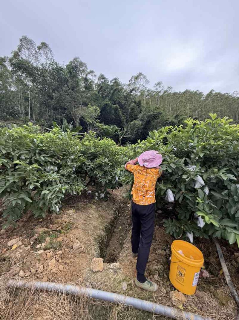 红芭，白芭（可拆袋）诚信代办稳定供货电商可联系，收价透