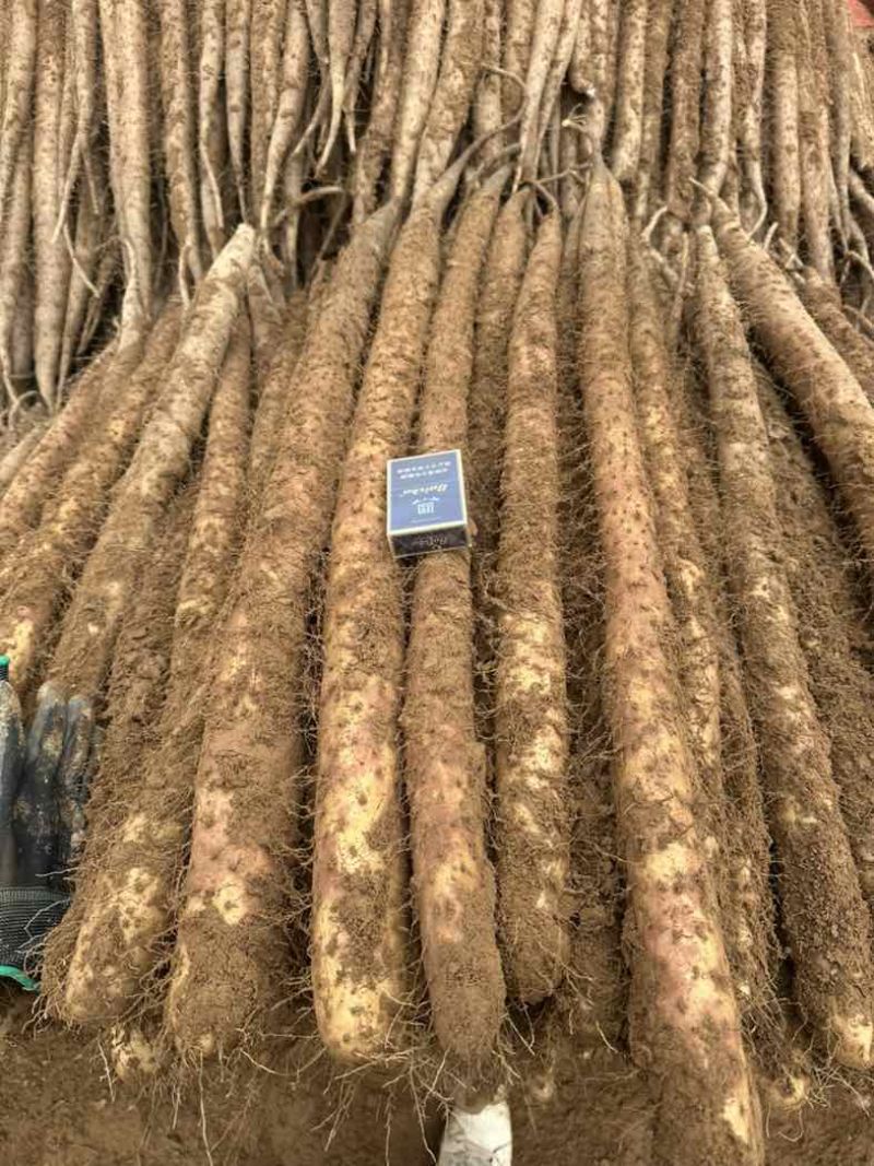 白玉山药
