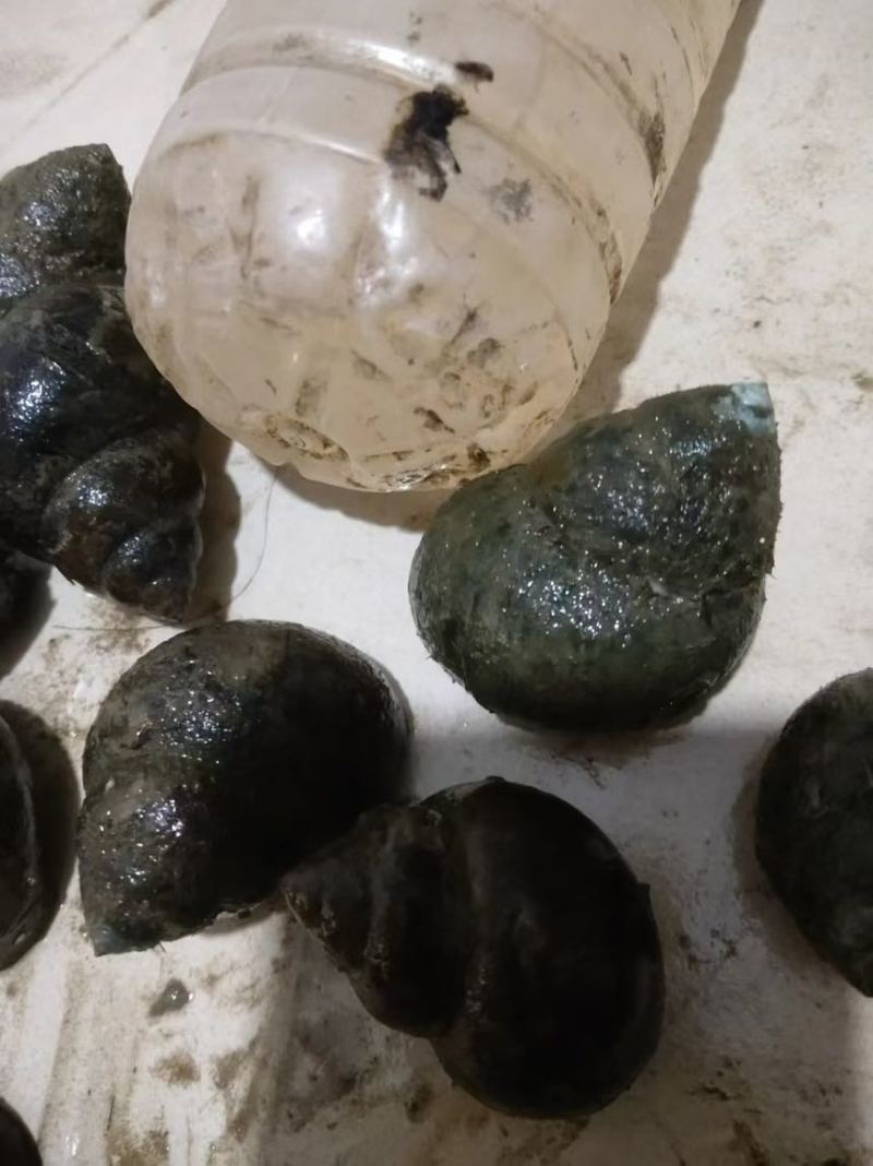 田螺，本地产区，存活率高，长期大量各种规格都有货，欢迎来咨询