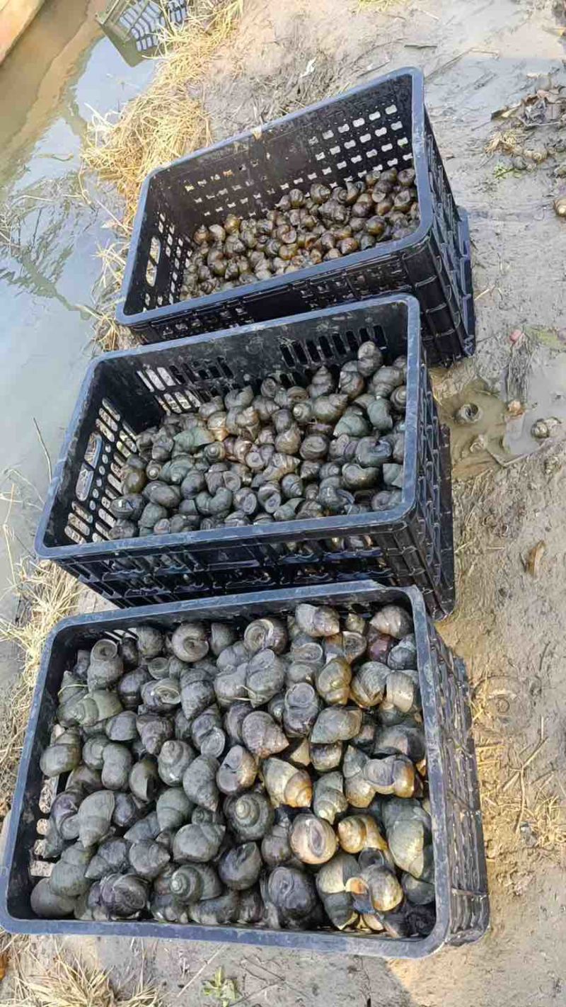 田螺，本地产区，存活率高，长期大量各种规格都有货，欢迎来咨询