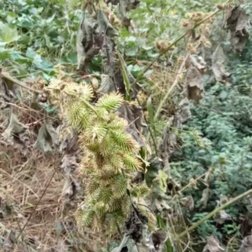 野生苍耳子