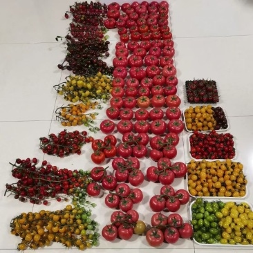 铁皮草莓柿子