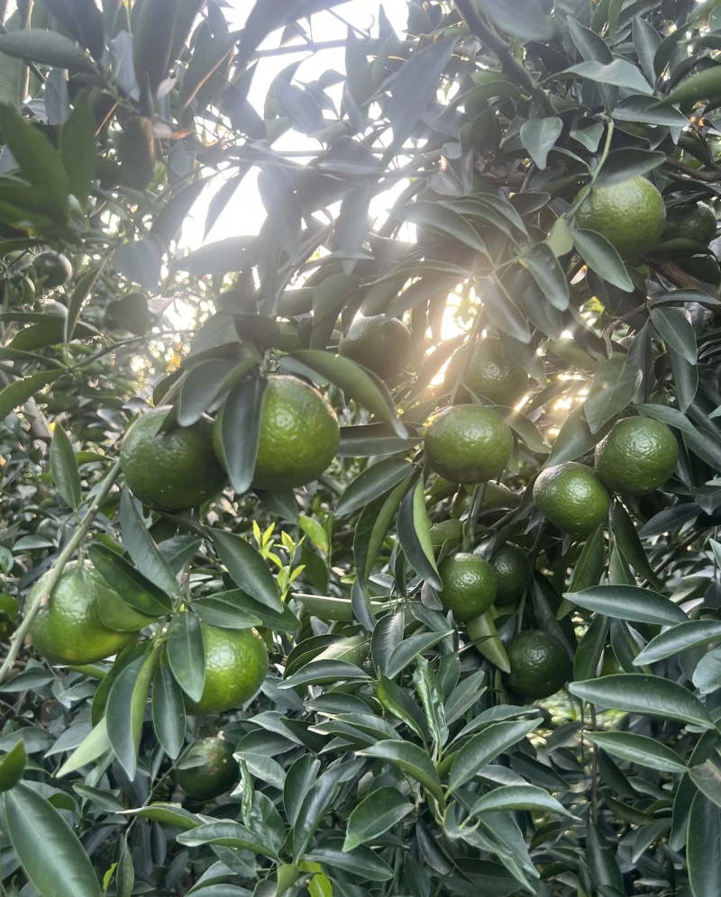广西生陈皮柑
