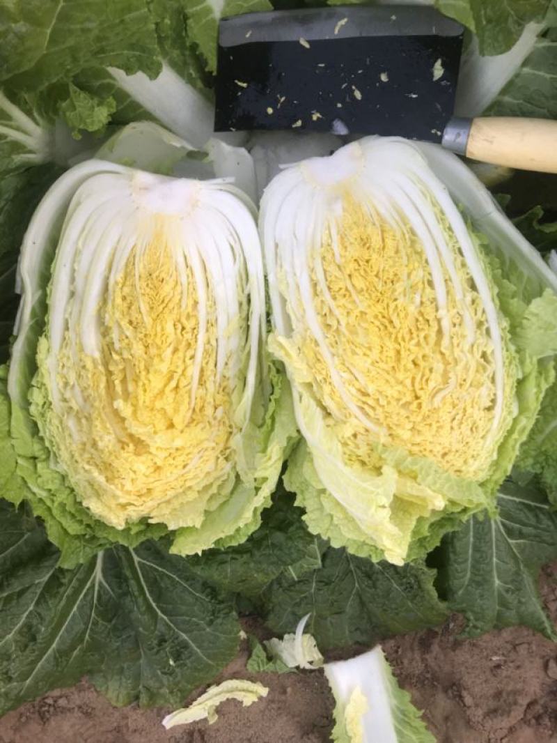 市场白菜3-5斤小黄心精品白菜