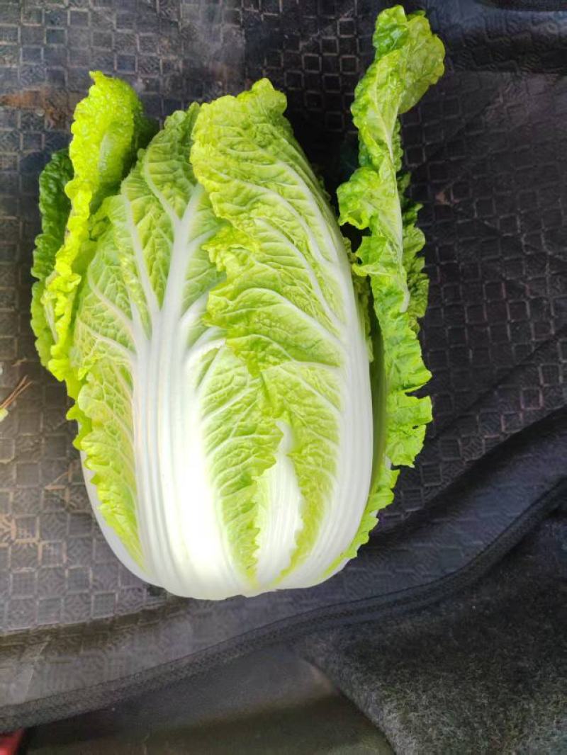 市场白菜3-5斤小黄心精品白菜