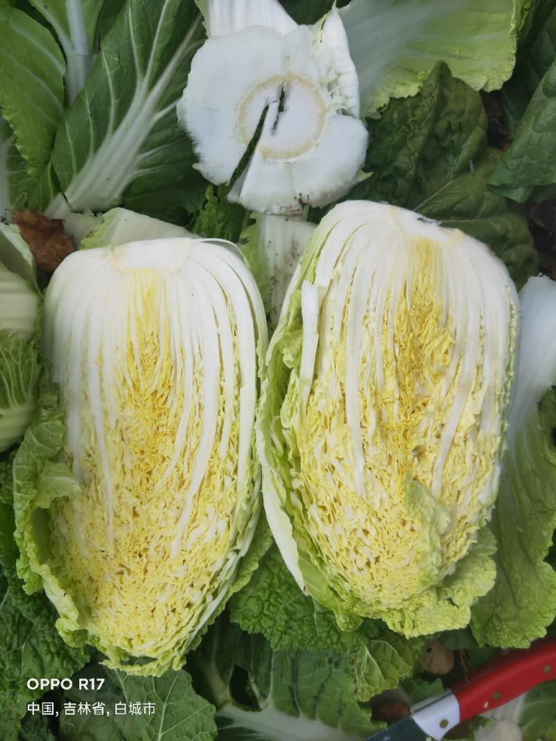 市场白菜3-5斤小黄心精品白菜