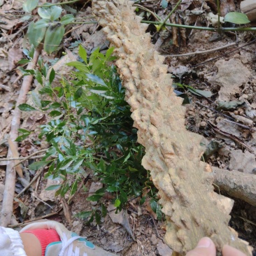 百年以上野生飞龙掌血