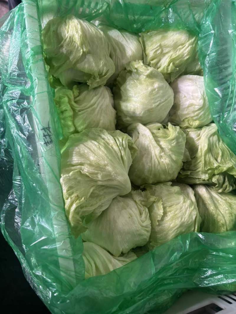 精品球生菜，产地直发