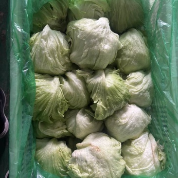 精品球生菜，产地直发