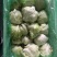 精品球生菜，产地直发