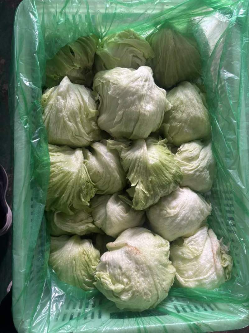 精品球生菜，产地直发