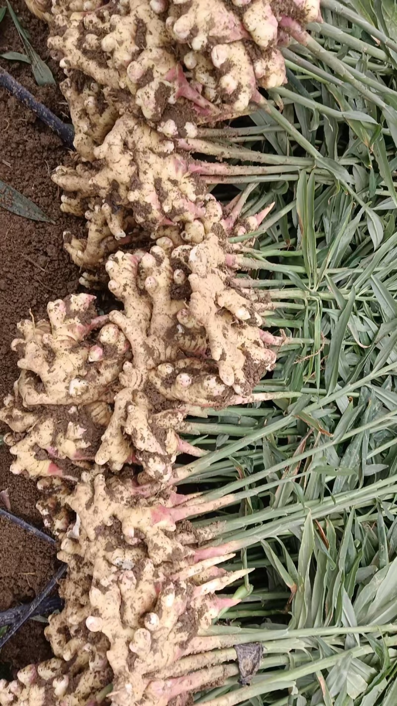 生姜
