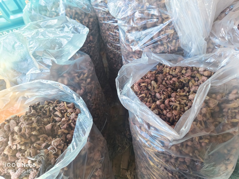 辽西红蘑精品秋板二秋量大从优