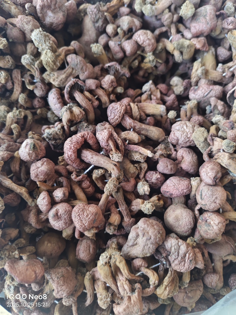 辽西红蘑精品秋板二秋量大从优