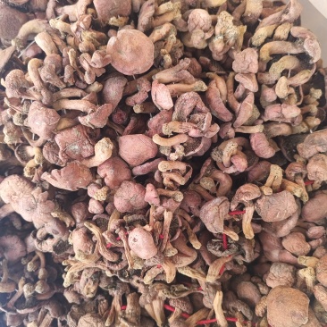 辽西红蘑精品秋板二秋量大从优