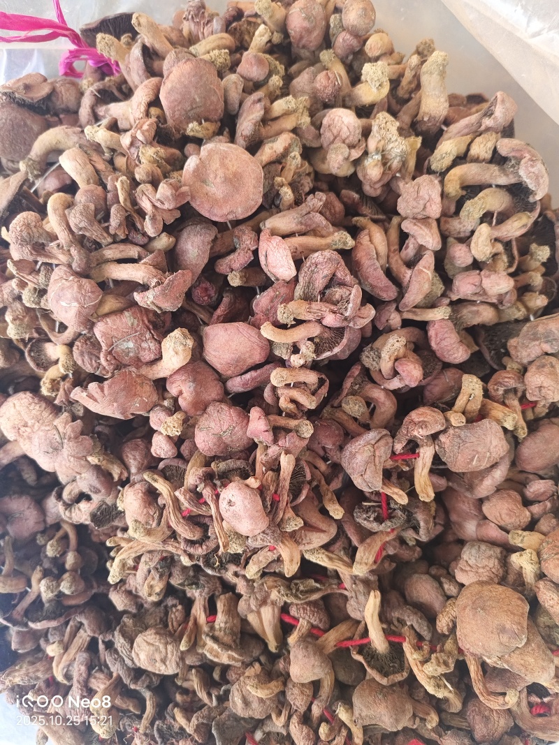 辽西红蘑精品秋板二秋量大从优