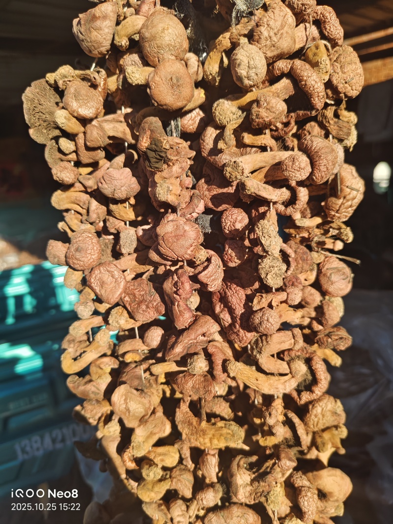 辽西红蘑精品秋板二秋量大从优