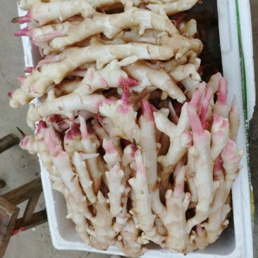 广西蒙山县荔浦县周边仔姜生姜（水洗姜、泥姜）
