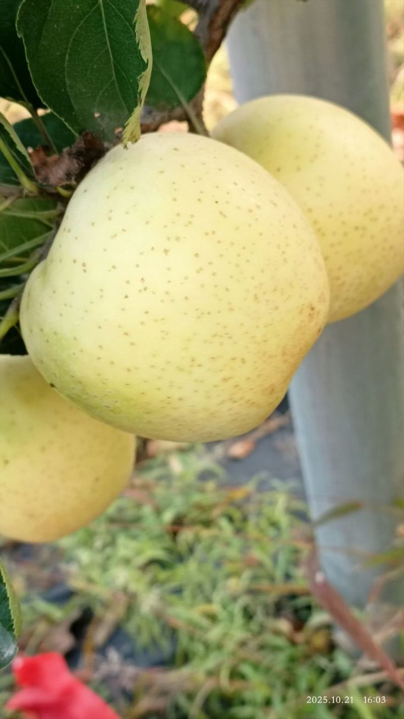 阜平高山王林大量有货，长期供应