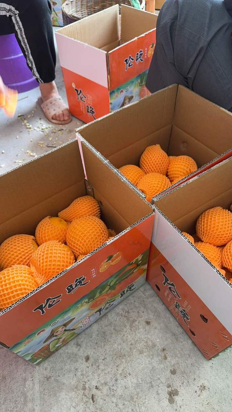 湖北秭归脐橙：九月红、圆红、长红、伦晚、夏橙。