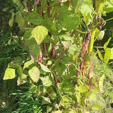 花腰豆
